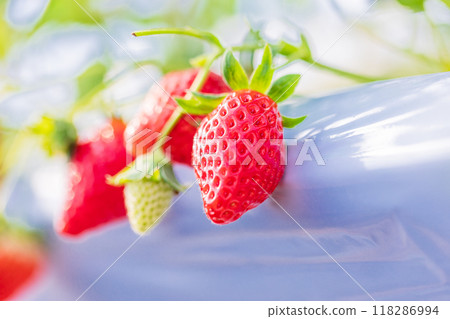 Strawberries in the strawberry hunting garden Strawberries in the strawberry hunting garden 118286994