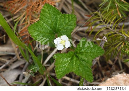 A beautiful white flower with petals blooming between two palmate leaves, seen in Minamihama Marshland on Rishiri Island, Hokkaido. 118287184