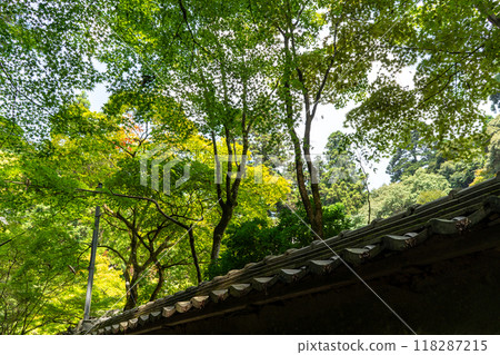 Shogo山茶寺 Shogo山茶寺 118287215