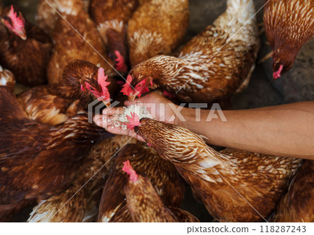 hand feeding brown chicken or hen lay eggs with rice grain in rural farm 118287243