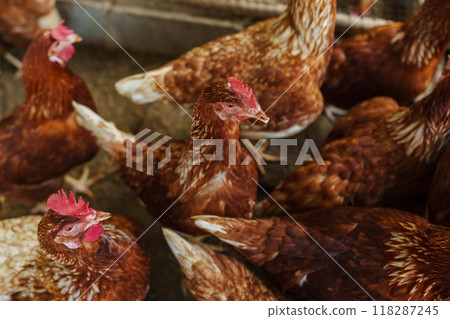 brown chicken or hen lay eggs in rural farm 118287245