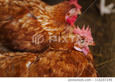 close up chicken or hen lay eggs in rural farm 118287246