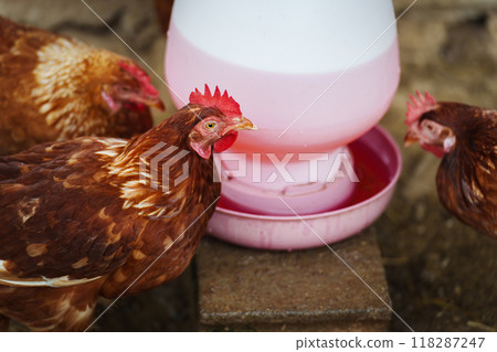 brown chicken drinking water from a feeder bucket in rural farm 118287247