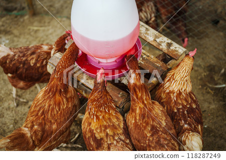 brown chicken drinking water from a feeder bucket in rural farm 118287249