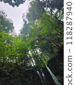 Mysterious forest 118287940
