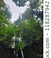 Mysterious forest 118287942