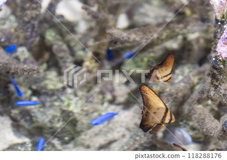 Swiss Swiss 118288176