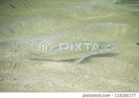 Graciously Graciously 118288177