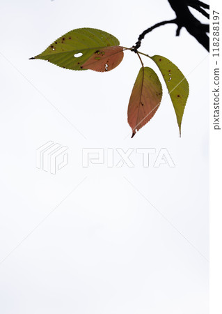 Autumnal leaves with insect holes on a white background 118288197
