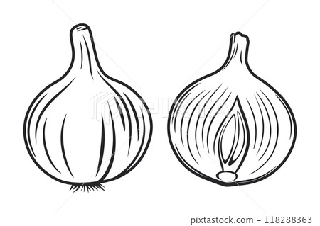 Flat Vector Cartoon Black and White Outlined Onion Whole, Halved. Hand Drawn Fresh Onion. Vegetable Illustration. Onion Clipart, Icon Closeup Isolated. Food Design, Healthy Cooking Ingredient 118288363