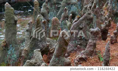 Bald cypress, breathing root 118288422