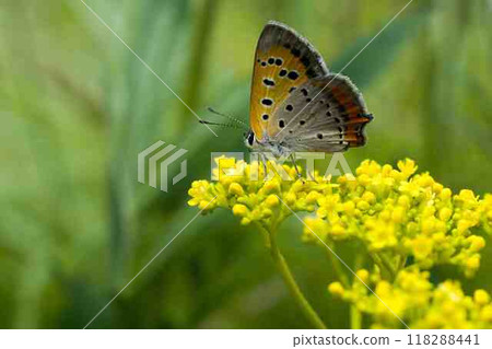 Lycaena phlaeas 118288441