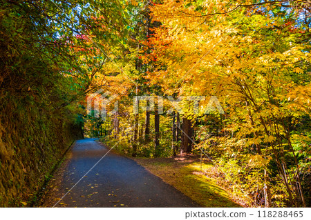 妻籠宿～馬籠宿路線（秋季） 118288465
