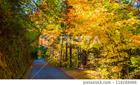 妻籠宿～馬籠宿路線（秋季） 118288466