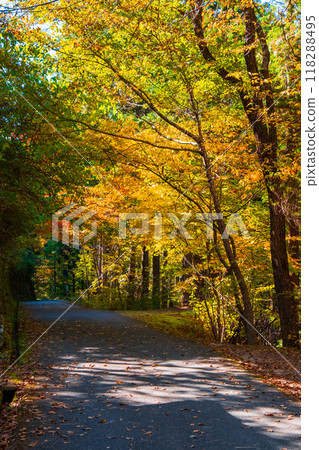 Tsumago-juku to Magome-juku Trail (Autumn) Tsumago-juku to Magome-juku Trail (Autumn) 118288495