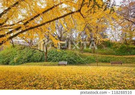 Deciduous leaves and benches 118288510