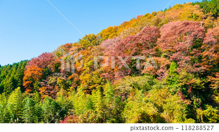 Tsumago-juku to Magome-juku Trail (Autumn) Tsumago-juku to Magome-juku Trail (Autumn) 118288527
