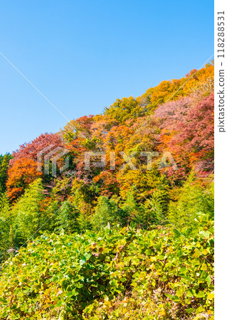 妻籠宿～馬籠宿路線（秋季） 118288531