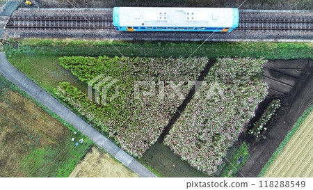 Aerial view of a cosmos field and a diesel train Aerial view of a cosmos field and a diesel train 118288549