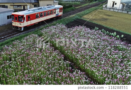 柴油車駛過城市秋季櫻花田 柴油車駛過城市秋季櫻花田 118288551