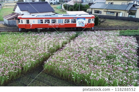 Cosmos field and a single-car diesel train with advertisements Cosmos field and a single-car diesel train with advertisements 118288552