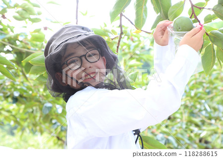 A half-Japanese boy bagging Fuyu persimmons in a persimmon field. Black net included. 118288615