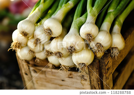 Harvesting fresh calcots from the market, showcasing vibrant green tops and sweet white bulbs in a rustic wooden crate 118288788
