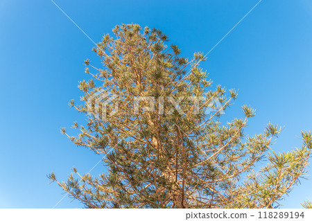 Needles of evergreen tree Araucaria araucana,commonly called the Monkey Puzzle Tree, Monkey Tail Tree or Chilean Pine Needles of evergreen tree Araucaria araucana,commonly called the Monkey Puzzle Tree, Monkey Tail Tree or Chilean Pine 118289194