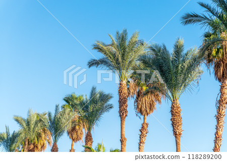 Palm tree with green leaves on blue background 118289200