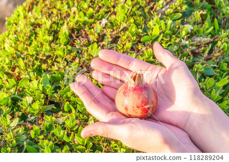 Woman's hands picking up fruit from tree. Orchard with big red pomegranates in Israel. Autumn - collection season harvest of ripe pomegranates. 118289204