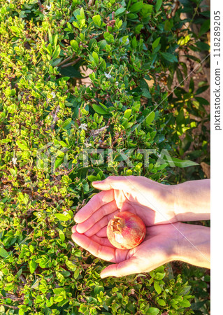 Woman's hands picking up fruit from tree. Orchard with big red pomegranates in Israel. Autumn - collection season harvest of ripe pomegranates. 118289205