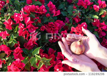 Woman's hands picking up fruit from tree. Orchard with big red pomegranates in Israel. Autumn - collection season harvest of ripe pomegranates. 118289206