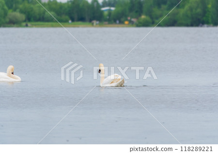 Two Graceful white Swans swimming in the lake, swans in the wild 118289221