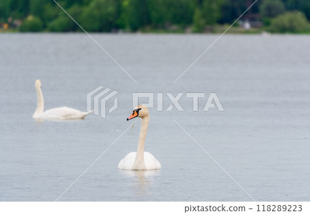 Two Graceful white Swans swimming in the lake, swans in the wild 118289223