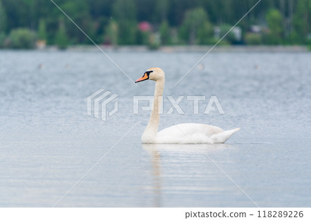 Graceful white Swan swimming in the lake, swans in the wild. Portrait of a white swan swimming on a lake. Graceful white Swan swimming in the lake, swans in the wild. Portrait of a white swan swimming on a lake. 118289226