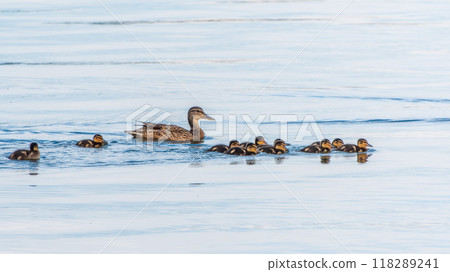 A family of ducks, a duck and its little ducklings are swimming in the water. The duck takes care of its newborn ducklings. Mallard, lat. Anas platyrhynchos A family of ducks, a duck and its little ducklings are swimming in the water. The duck takes care of its newborn ducklings. Mallard, lat. Anas platyrhynchos 118289241