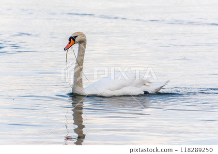 Graceful white Swan swimming in the lake, swans in the wild. Portrait of a white swan swimming on a lake. Graceful white Swan swimming in the lake, swans in the wild. Portrait of a white swan swimming on a lake. 118289250