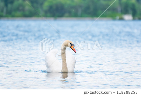 Graceful white Swan swimming in the lake, swans in the wild. Portrait of a white swan swimming on a lake. 118289255