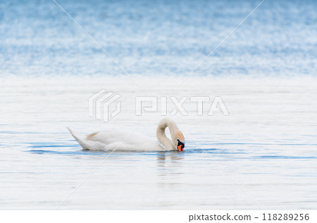 Graceful white Swan swimming in the lake, swans in the wild. Portrait of a white swan swimming on a lake. Graceful white Swan swimming in the lake, swans in the wild. Portrait of a white swan swimming on a lake. 118289256