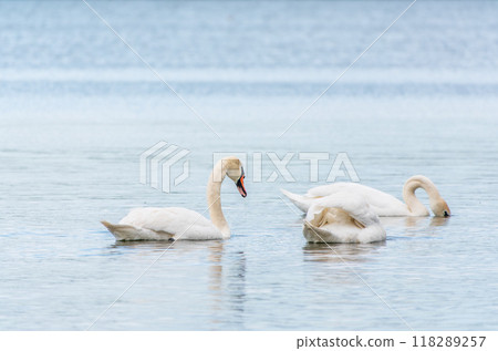 Graceful white Swan swimming in the lake, swans in the wild. Portrait of a white swan swimming on a lake. 118289257