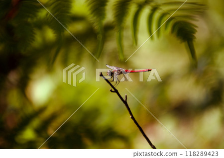 紅蜻蜓背景圖像 蕨類植物隧道中的紅蜻蜓 118289423