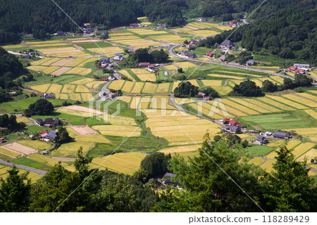 Golden rice terraces: Hiwa Mikawauchi rice terraces seen from a high vantage point 118289429
