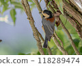 Varied tit perched on a branch 118289474