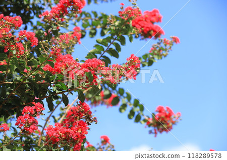 紅紫薇花和果實 118289578