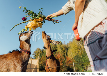 Rural lifestyle with woman feeding goats and enjoying nature 118289689