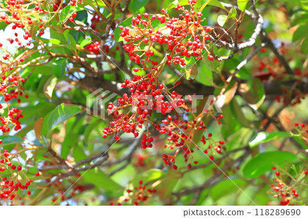 結滿果實的珊瑚樹 118289690