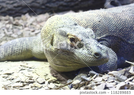 科莫多龍 118289883