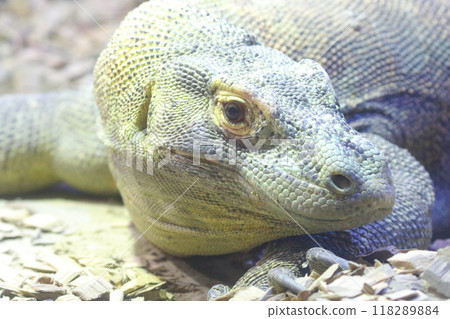 科莫多龍 118289884