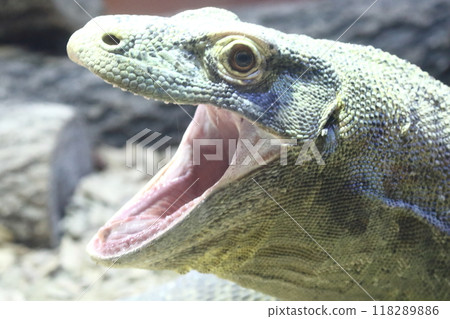 Komodo Dragon Komodo Dragon 118289886
