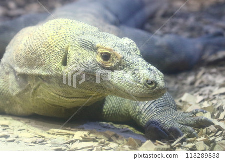 Komodo Dragon Komodo Dragon 118289888